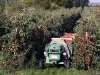 Apfelernte im Alten Land bei Hamburg
