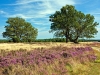 Heidelandschaft mit Eichen in der Lüneburger Heide